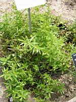 Rubia Tinctorum L. - Garance (fam Rubiacees) (regions mediterraneennes) (01) (Photo F. Mrugala)